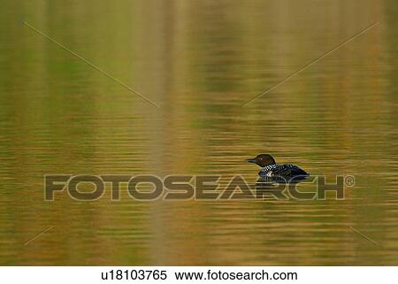 nature common loon swimming in calm lake full View Large Photo Image Stock Photography - nature common loon swimming in calm lake full . Fotosearch