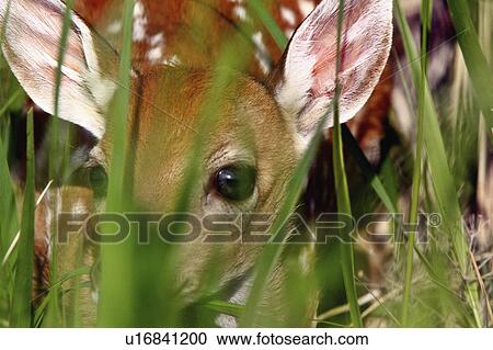 Stock Image -  nature deer fawn antlers hiding wild animal. Fotosearch