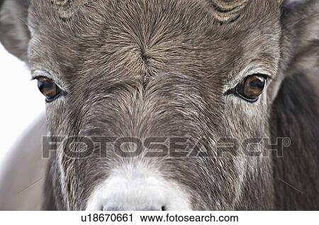 nature face close up image rocky mountain sheep View Large Photo Image Stock Image - nature face close up image rocky mountain sheep. Fotosearch