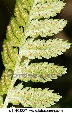 Stock Photo -  nature fern fertile sori alive green pinnae. Fotosearch