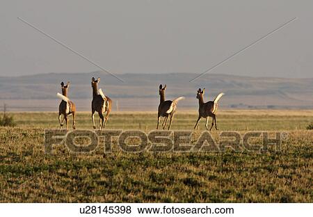 nature four white tailed deer crossing field doe View Large Photo Image Stock Photo - nature four white tailed deer crossing field doe. Fotosearch