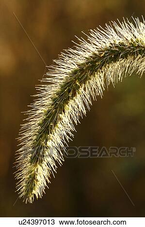 nature foxtail fabers bristly setaria faberii View Large Photo Image Stock Image - nature foxtail fabers bristly setaria faberii. Fotosearch