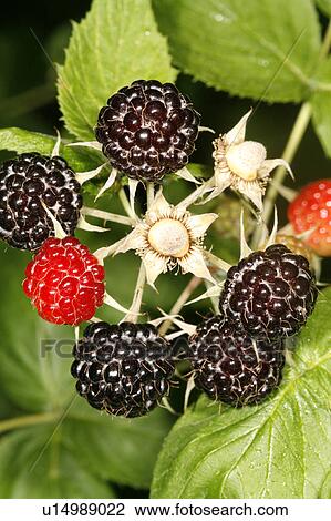 Stock Image -  nature fruit wild black raspberry rubus alive. Fotosearch