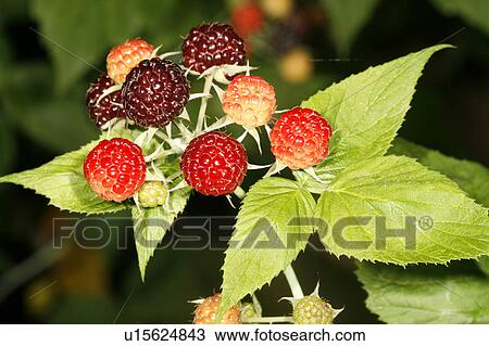 nature fruit wild black raspberry rubus alive View Large Photo Image Stock Image - nature fruit wild black raspberry rubus alive. Fotosearch