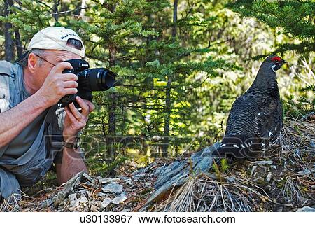nature getting up close portrait wild male View Large Photo Image Stock Photo - nature getting up close portrait wild male. Fotosearch