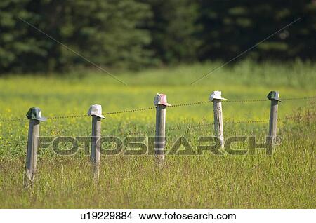 nature hats sitting farmers fence line in rural View Large Photo Image Picture - nature hats sitting farmers fence line in rural. Fotosearch