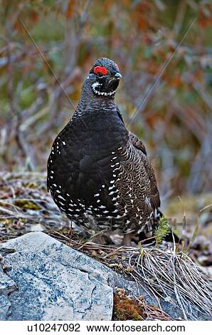 nature image adult male franklin variety spruce View Large Photo Image Stock Image - nature image adult male franklin variety spruce. Fotosearch