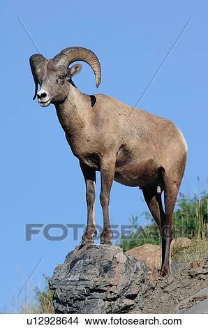 nature juvenile male bighorn sheep standing rock View Large Photo Image Picture - nature juvenile male bighorn sheep standing rock. Fotosearch