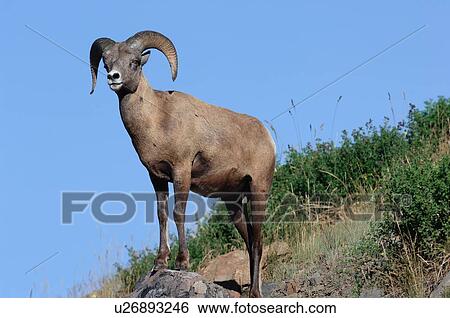 Stock Photograph -  nature juvenile male bighorn sheep standing rock. Fotosearch