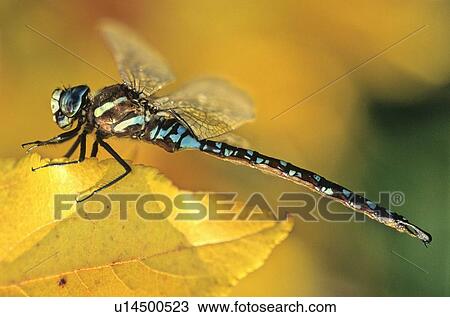 nature leaf dragon fly resting autumn colored View Large Photo Image Stock Image - nature leaf dragon fly resting autumn colored. Fotosearch