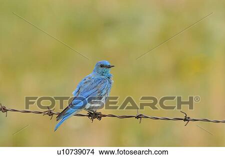 Picture -  nature male mountain blue bird sits perched farm. Fotosearch