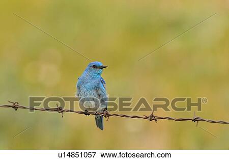 nature male mountain blue bird sits perched farm View Large Photo Image Stock Photo - nature male mountain blue bird sits perched farm. Fotosearch