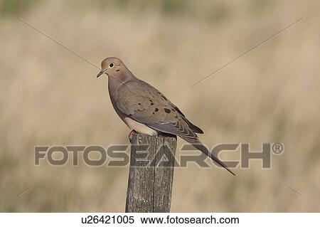 nature mourning dove perched fence post View Large Photo Image Stock Photography - nature mourning dove perched fence post . Fotosearch