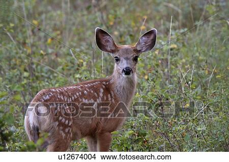 nature mule deer fawn in field standing looking View Large Photo Image Picture - nature mule deer fawn in field standing looking. Fotosearch