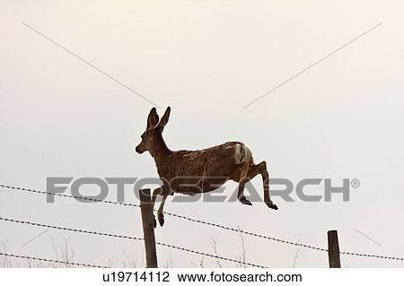 nature mule deer leaping over barbed wire fence View Large Photo Image Stock Image - nature mule deer leaping over barbed wire fence. Fotosearch