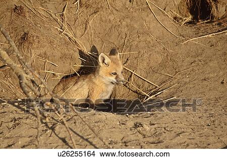 Picture -  nature red fox pup den young kits pups adult. Fotosearch