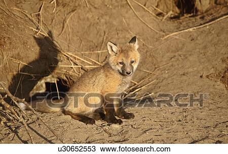 Stock Image -  nature red fox pup den young kits pups hole wild. Fotosearch