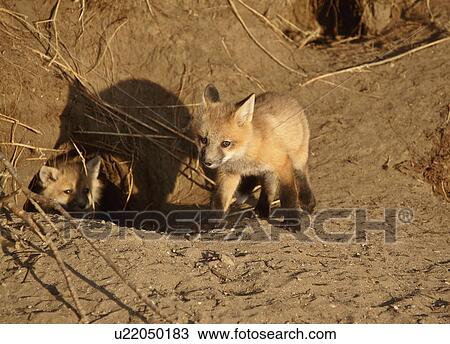 nature red fox pups den young kits hole wild View Large Photo Image Stock Image - nature red fox pups den young kits hole wild. Fotosearch