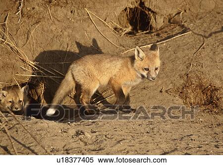 Stock Photography -  nature red fox pups den young kits hole snow. Fotosearch