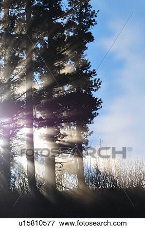 nature sun beauty vertical image stand pine View Large Photo Image Stock Photo - nature sun beauty vertical image stand pine. Fotosearch
