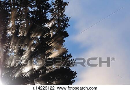 nature sun morning shining through some pine View Large Photo Image Stock Image - nature sun morning shining through some pine. Fotosearch