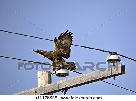 nature swainsons hawk landing power pole adult View Large Photo Image Stock Photography - nature swainsons hawk landing power pole adult. Fotosearch