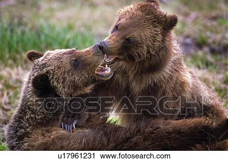 nature two young grizzly bears play fighting View Large Photo Image Stock Image - nature two young grizzly bears play fighting. Fotosearch