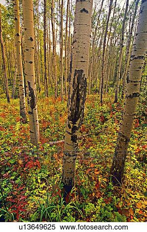 Stock Photography -  nature vertical landscape poplar trees colorful. Fotosearch