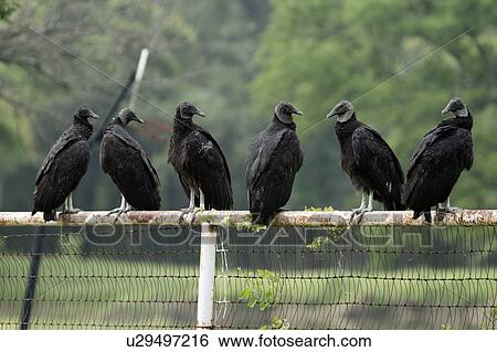 new world vulture coragyps atratus black carrion View Large Photo Image Stock Photograph - new world vulture coragyps atratus black carrion. Fotosearch