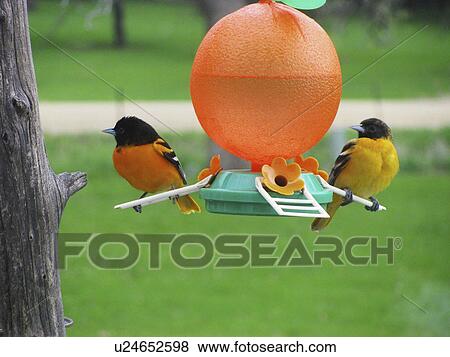 Northern Oriole Baltimore Race Male Nectar Bird Stock Photo