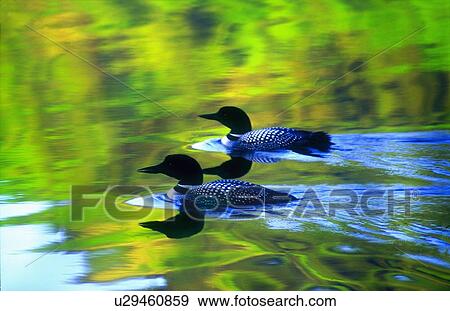 Stock Photo -  pair common loons swimming through sea color. Fotosearch