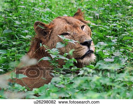photos various locations in india asia lion male View Large Photo Image Stock Image - photos various locations in india asia lion male. Fotosearch
