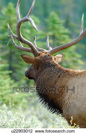 portrait mature bull elk standing looking away View Large Photo Image Stock Image - portrait mature bull elk standing looking away. Fotosearch