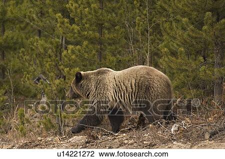 Stock Image -  rear view horozontal image large adult female. Fotosearch