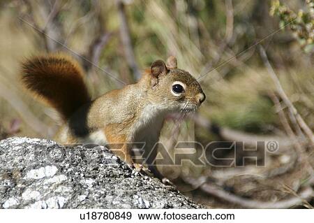 Stock Photo -  red squirrel white mountains new hampshire. Fotosearch