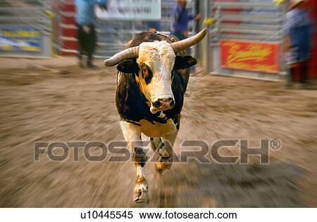 Stock Photography -  rodeo bucking bull charging forward agression 10. Fotosearch