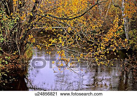 Stock Image -  section peaceful meandering stream in rural . Fotosearch