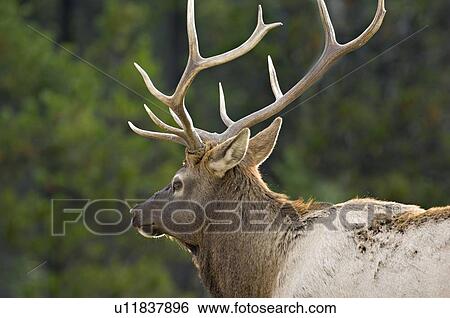selective focus close up rear view bull elk away View Large Photo Image Stock Photograph - selective focus close up rear view bull elk away. Fotosearch