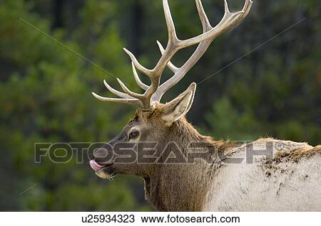 selective focus close up side view bull elk nose View Large Photo Image Stock Image - selective focus close up side view bull elk nose. Fotosearch