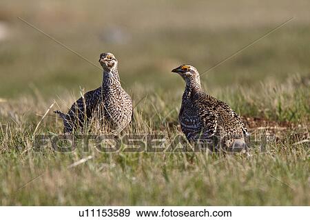 Stock Photo -  sharp tailed grouse lek finding dominate male. Fotosearch