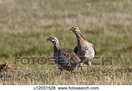 sharp tailed grouse lek finding dominate male View Large Photo Image Stock Photo - sharp tailed grouse lek finding dominate male. Fotosearch