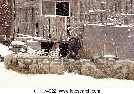 sheep farmer in underhill vermont feeding farm View Large Photo Image Stock Image - sheep farmer in underhill vermont feeding farm. Fotosearch