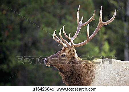 side portrait bull elk wapti wild canadian View Large Photo Image Stock Photography -  side portrait bull elk wapti wild canadian. Fotosearch