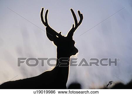silhouette nature sun young little mule deer one View Large Photo Image Stock Photograph - silhouette nature sun young little mule deer one. Fotosearch