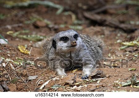 slender tailed meerkat suricata suricatta dallas View Large Photo Image Picture - slender tailed meerkat suricata suricatta dallas. Fotosearch
