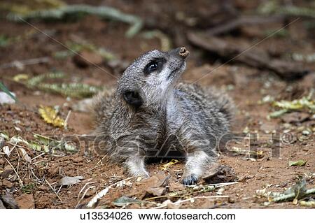 slender tailed meerkat suricata suricatta dallas View Large Photo Image Stock Photograph - slender tailed meerkat suricata suricatta dallas. Fotosearch