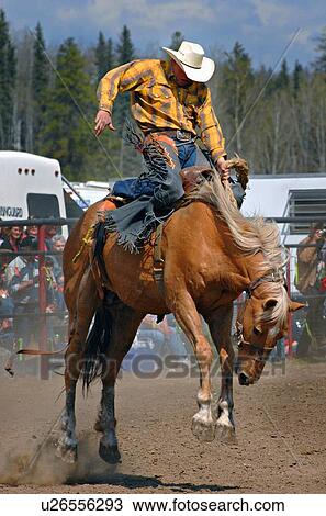 sport saddle bronc rider competing rodeo event View Large Photo Image Stock Image - sport saddle bronc rider competing rodeo event. Fotosearch