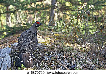 spring adult male spruce grouse looking back eye View Large Photo Image Stock Image - spring adult male spruce grouse looking back eye. Fotosearch