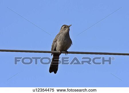 spring ash throated flycather overhead wire View Large Photo Image Stock Photography - spring ash throated flycather overhead wire. Fotosearch