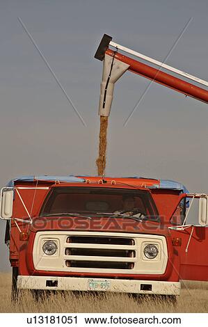 Stock Image -  spring auger loading grain in farm truck rural. Fotosearch